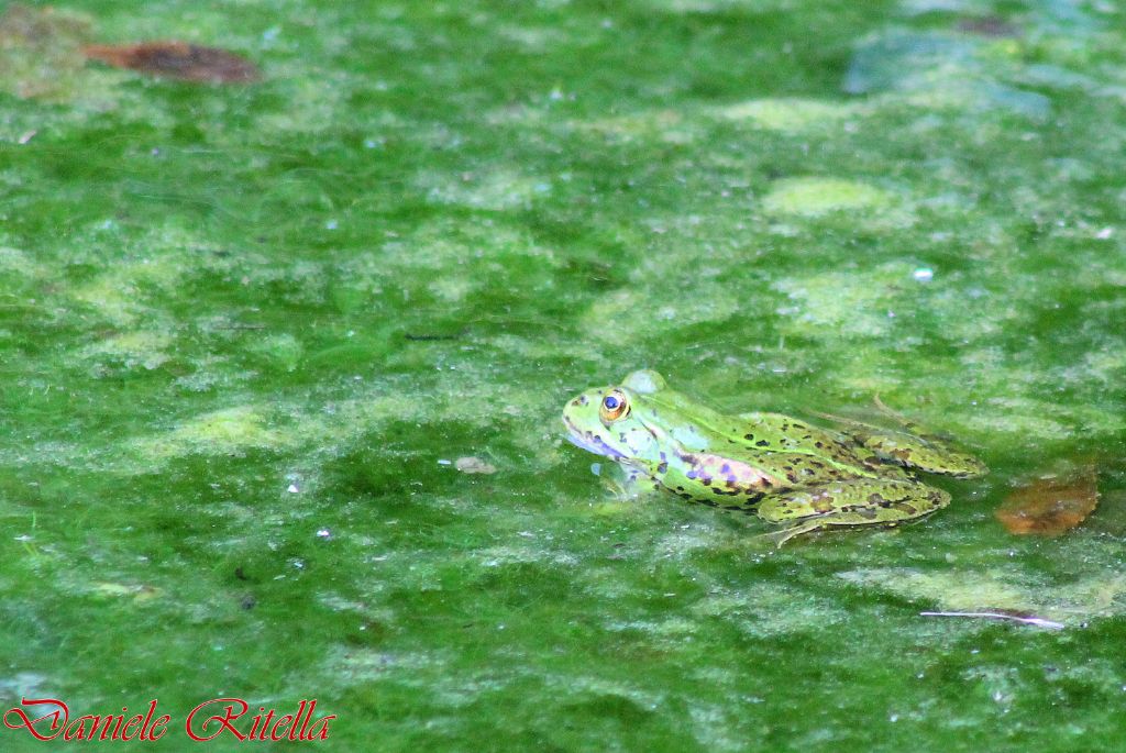 Qualche Pelophylax sp.!!! (prov. Caserta)